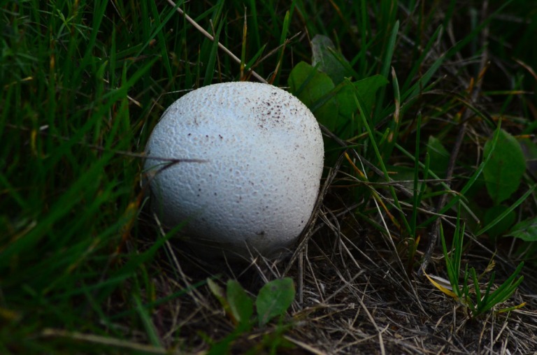 Our Puffballs are edible and rather tasty as long as they stay pure white. I've seen lots of them now so perhaps I shoupd pick som for a grilled mushroom and cheese sandwich (and a few other things on too perhaps :-) ).